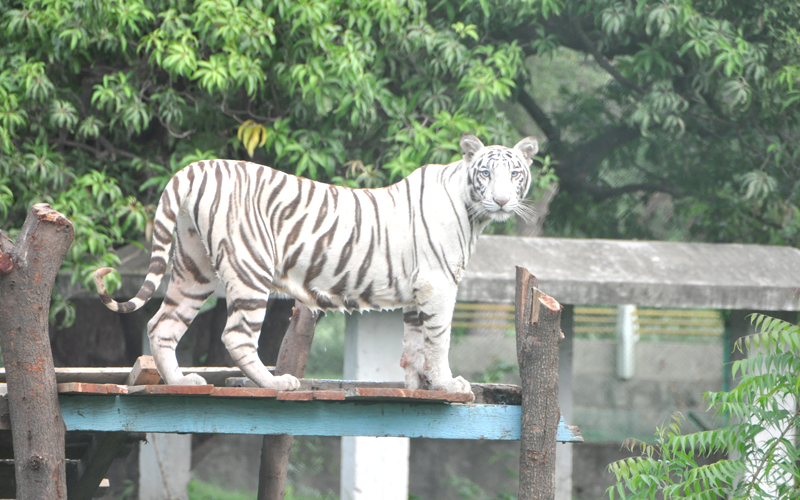 indore zoo india