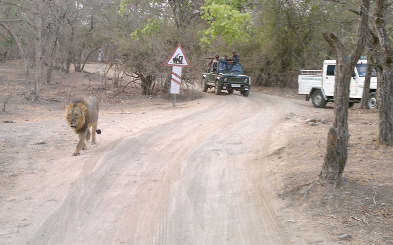 wildlife safari in surat india