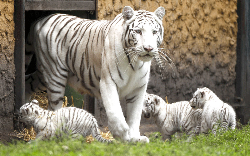 govindgarh zoo near by rewa india