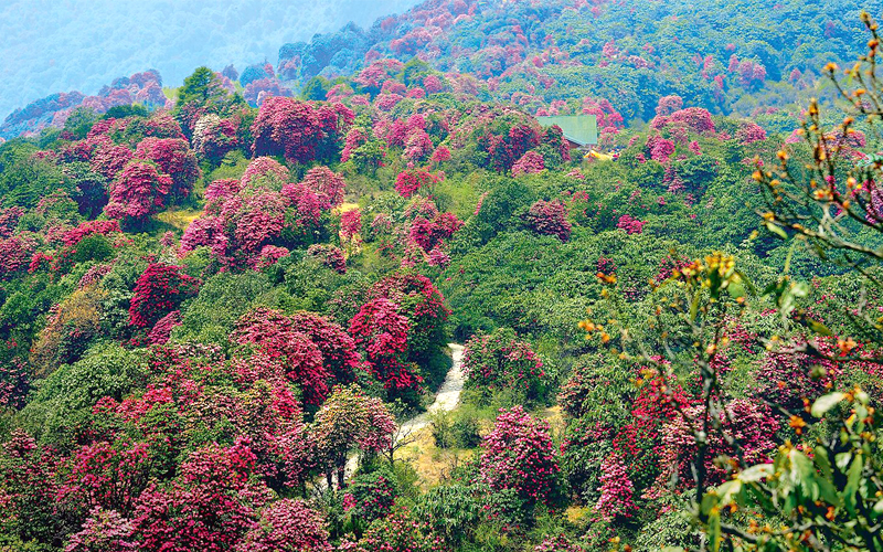 rhododendrons bloomingkanchenjunga