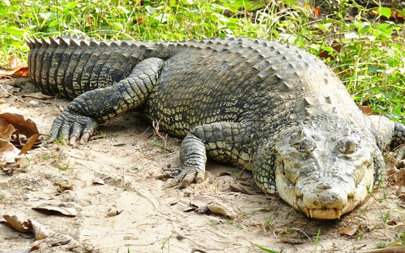amaravathi-rocodile-india
