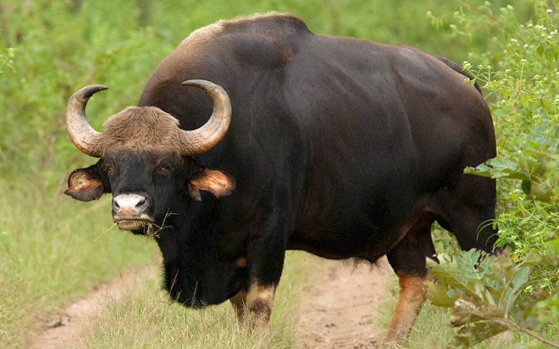 eturnagaram-wildlife-sanctuary-india