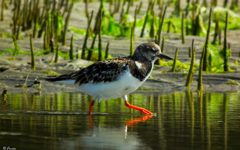 marine-national-park-india