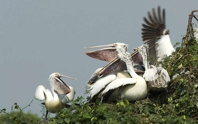 nellapattu-bird-sanctuary-india
