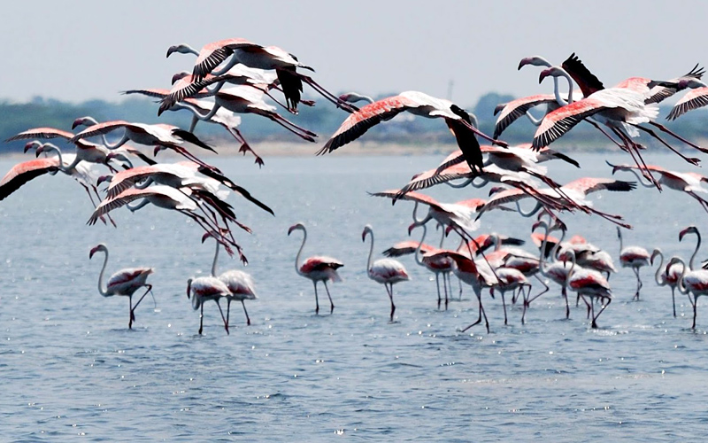 pulicat-lake-india