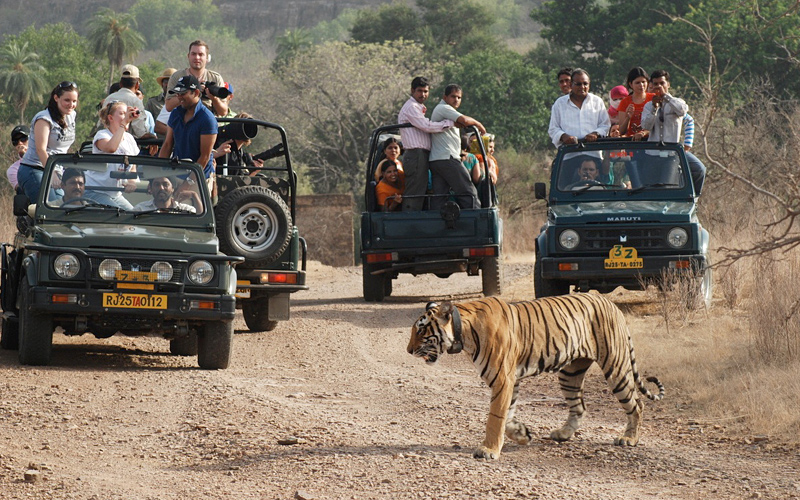 ranthambore-national-park-india