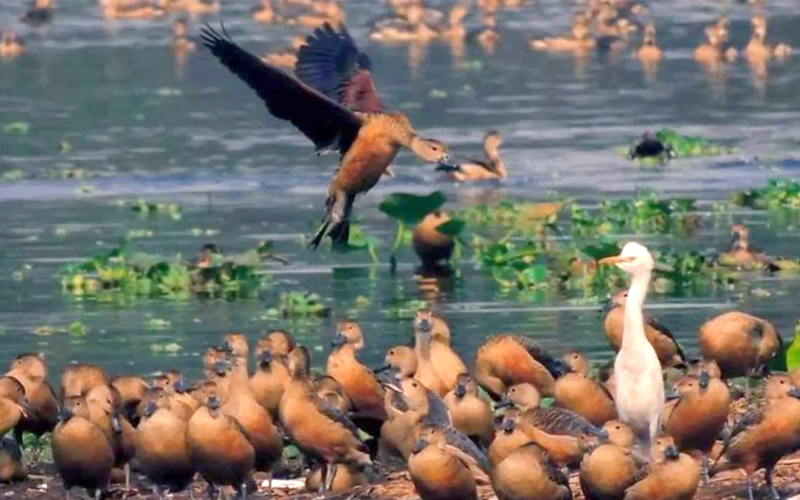 santragachi-jheel-india