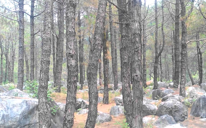 saurabh-van-vihar-india