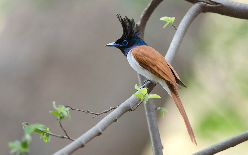 sawai-man-singh-sanctuary-india