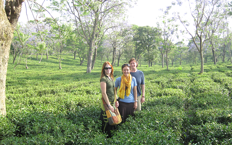 tea-gardens-india