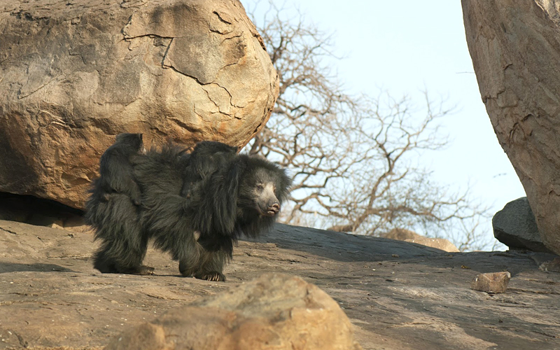 bellary-zoo-india