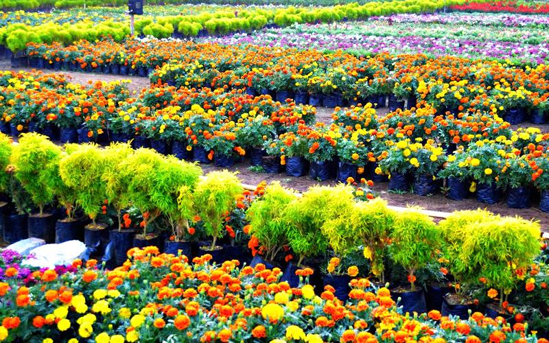 kadiyapulanka-rajahmundry-india