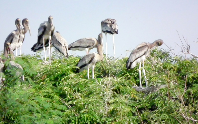 kokkare-bellur-india