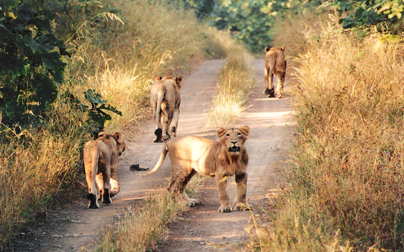 sasan-gir-national-park-india