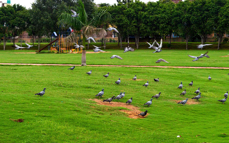 O P-jindal-park-india