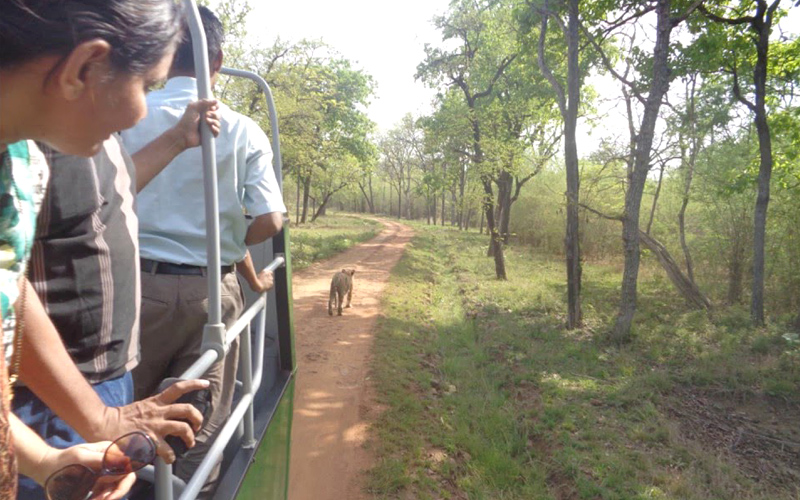 achanakmar-wildlife-sanctuary-india