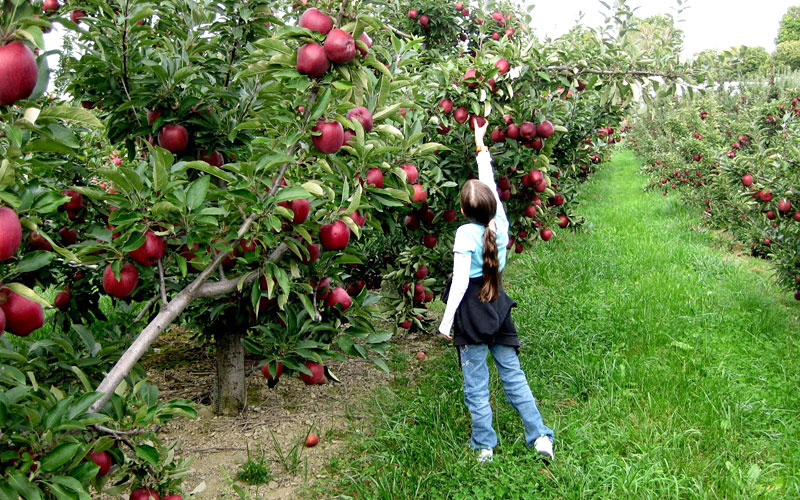 apple-orchards-sarahan