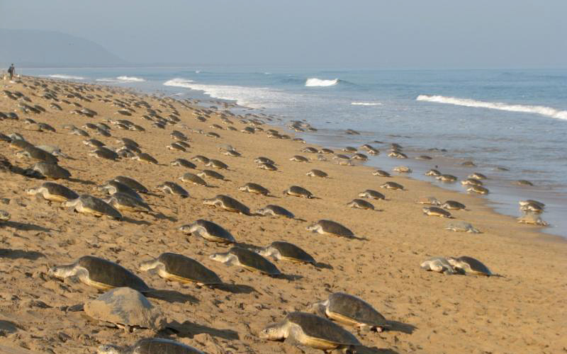 Aryapalli Beach-india
