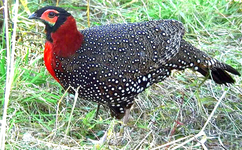 bird-park-sarahan