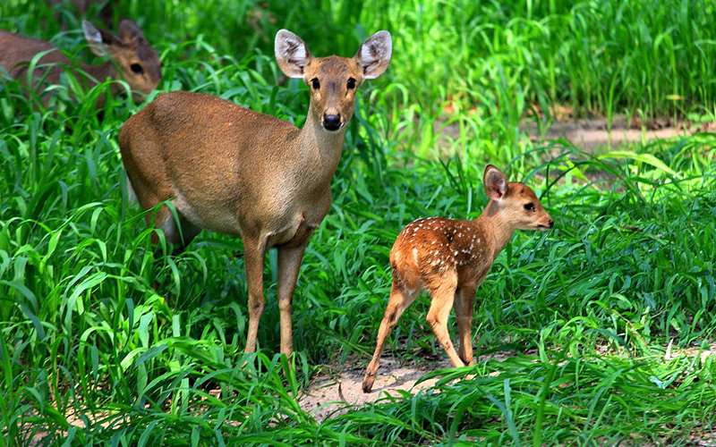 deer-park-india