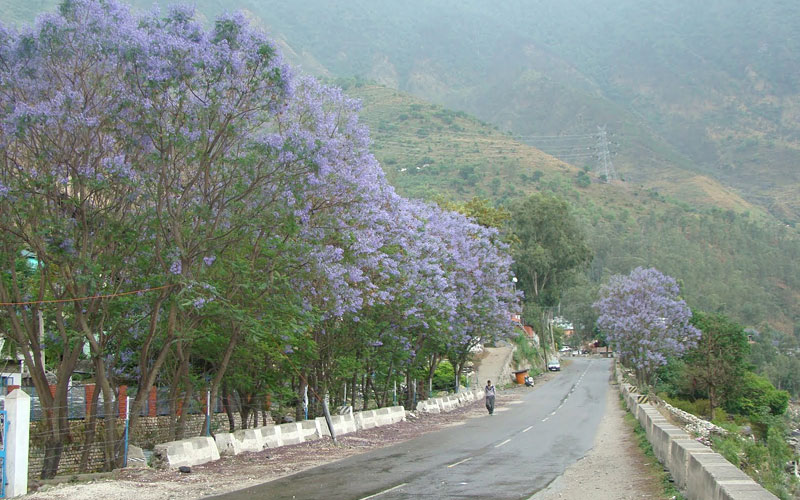 gaura-sarahan