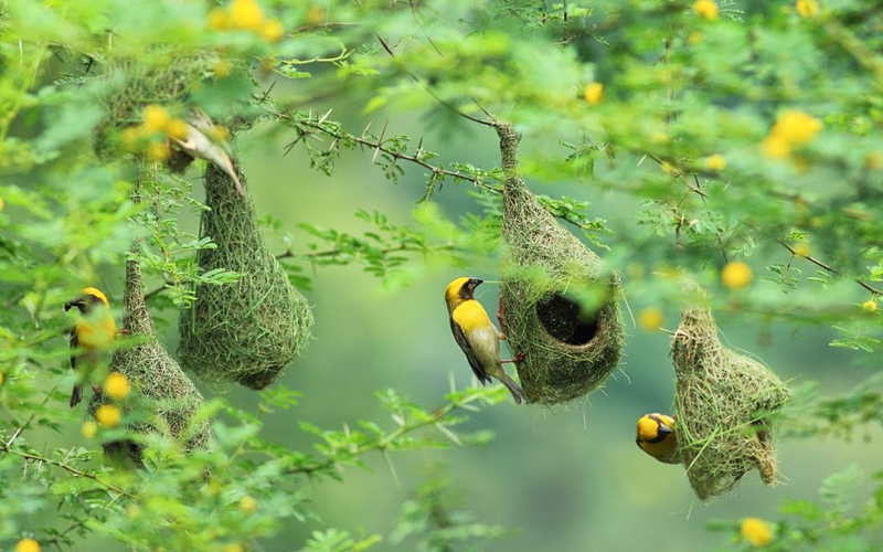 nature-wildlife in-bidar-india