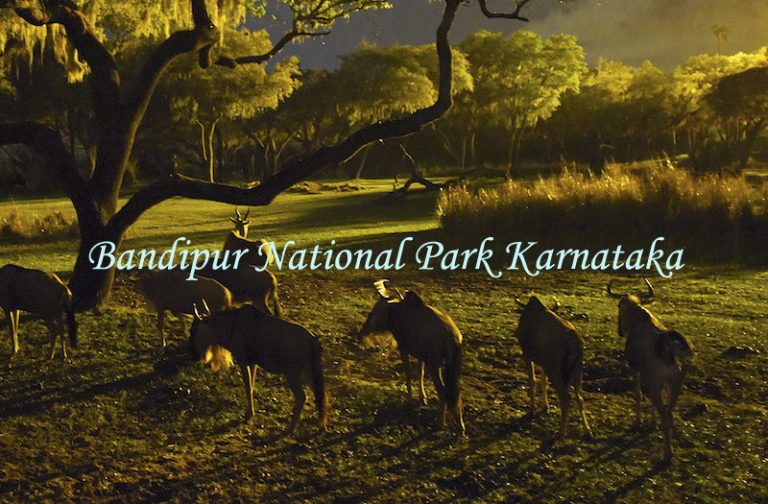 bandipur-national-park-karnataka-india