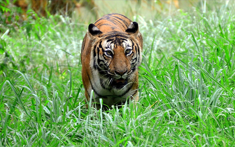 binkadakatti-zoo-india