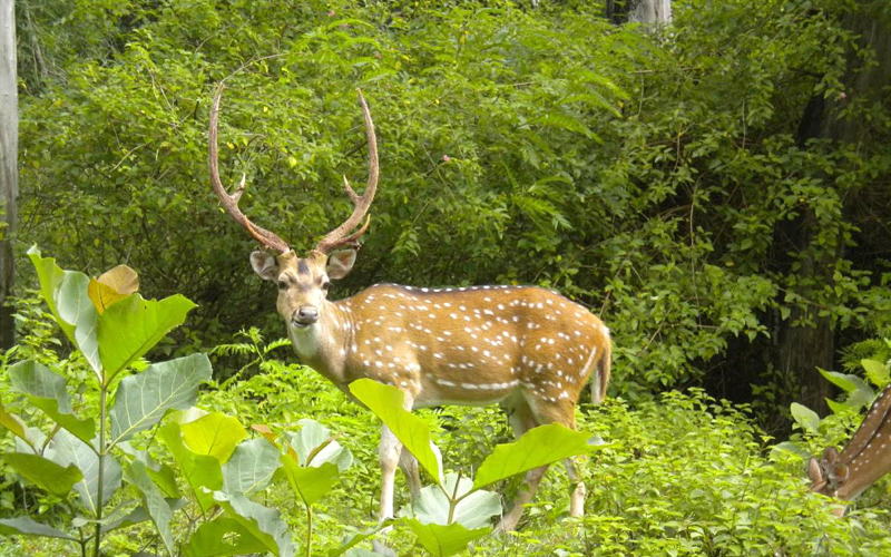 fakhim-wildlife-sanctuary-india
