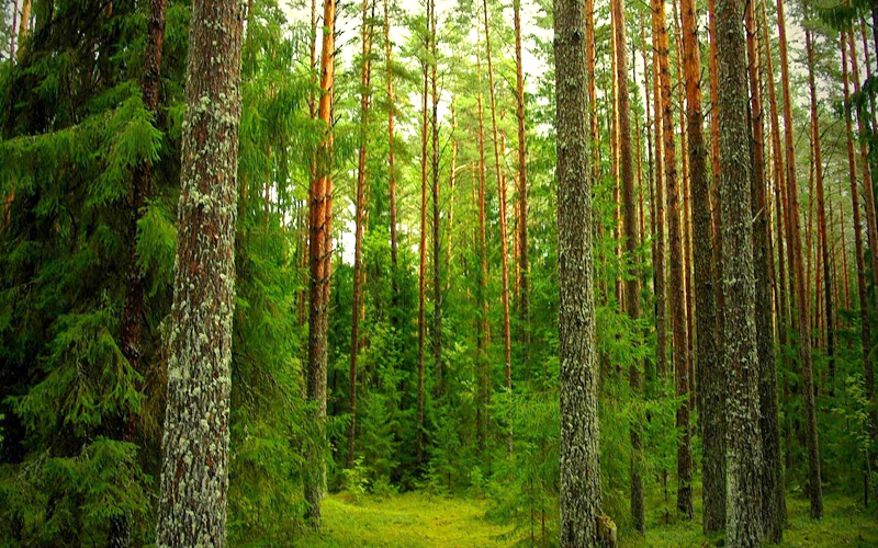 the pine-forest-india