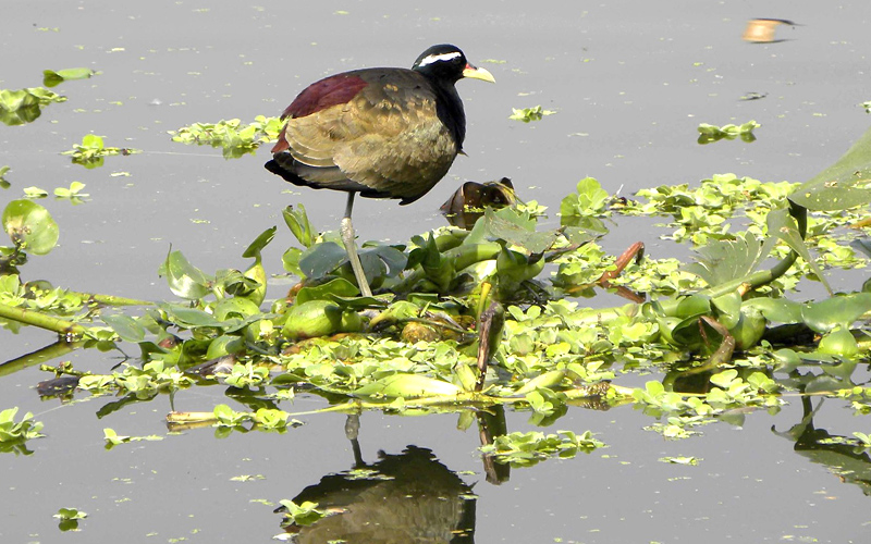 wildlife-sanctuaries-in-odisha-india