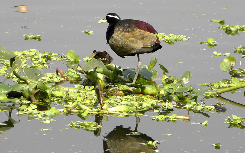 bura-chapori-wildlife-sanctuary-india