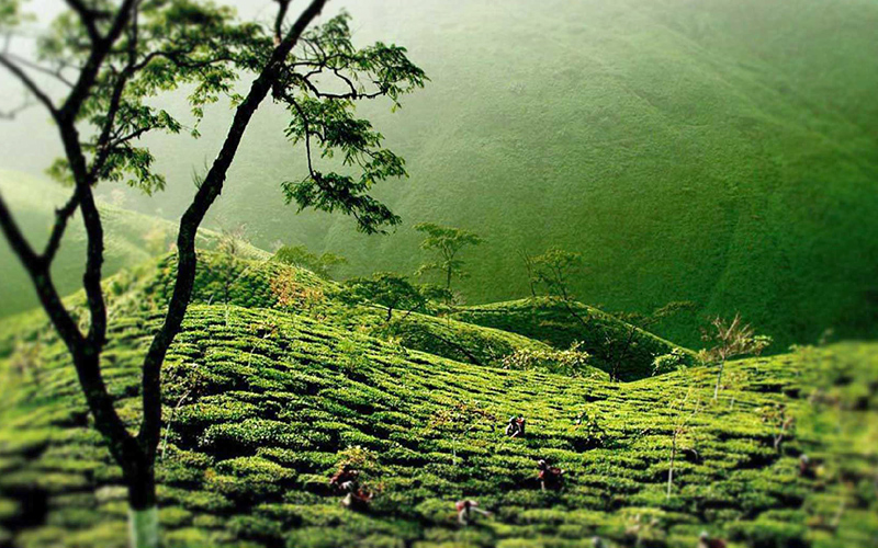 dudhia-talao-greens-india