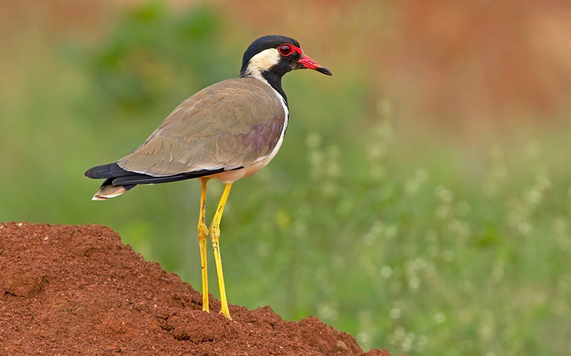 kaundinya-wildlife-sanctuary-india