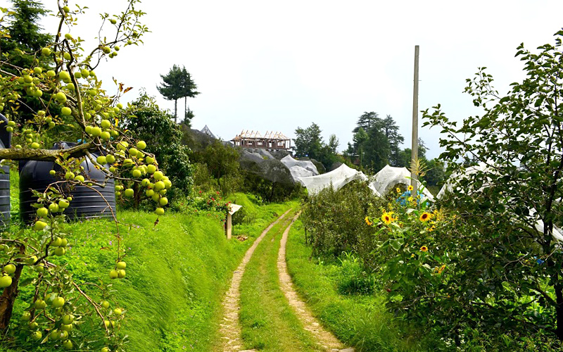 nalagarh-green-forest-india
