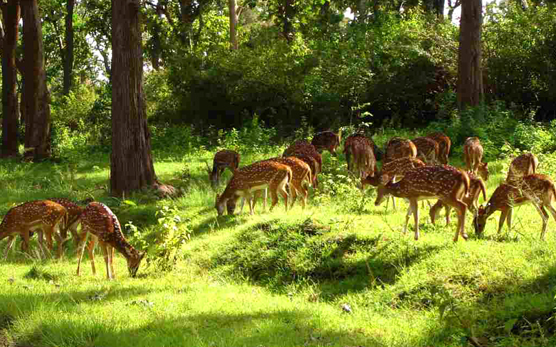 nalagarh-wildlife-india