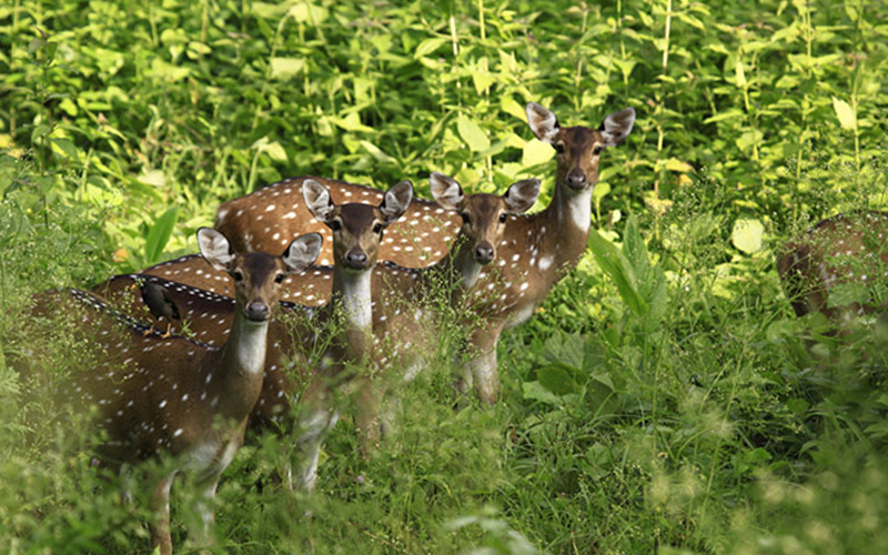 shenduruny-wildlife-sanctuary-india