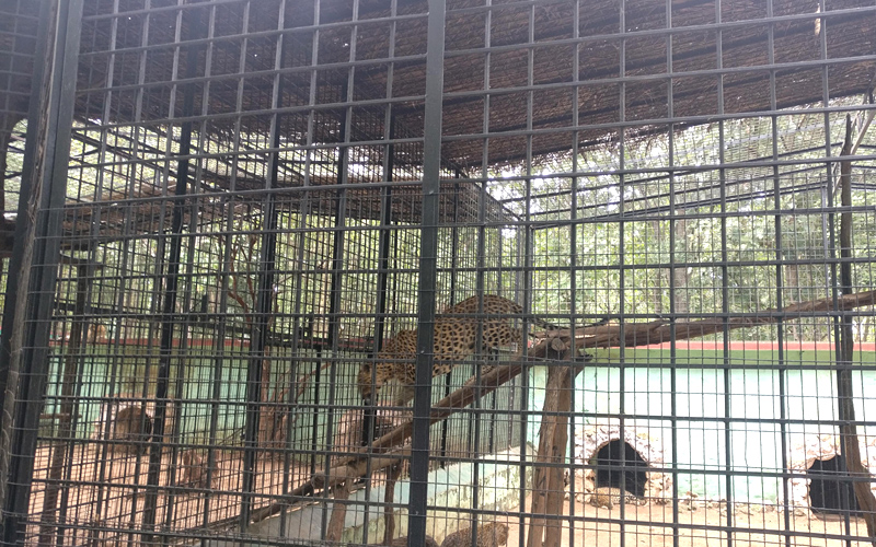 thyvare-koppa-lion-&-tiger-reserve-india