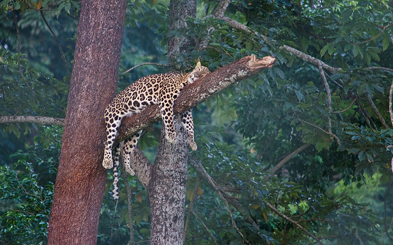 wildlife-cooch-behar-india