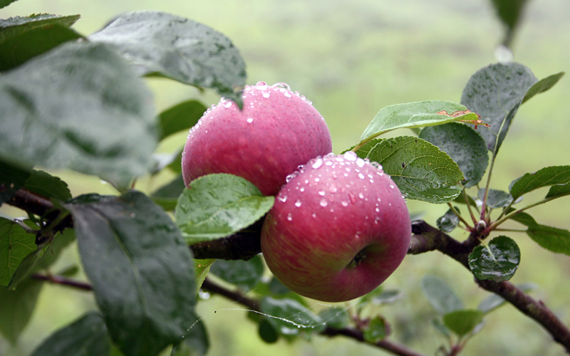 apple-orchards-india