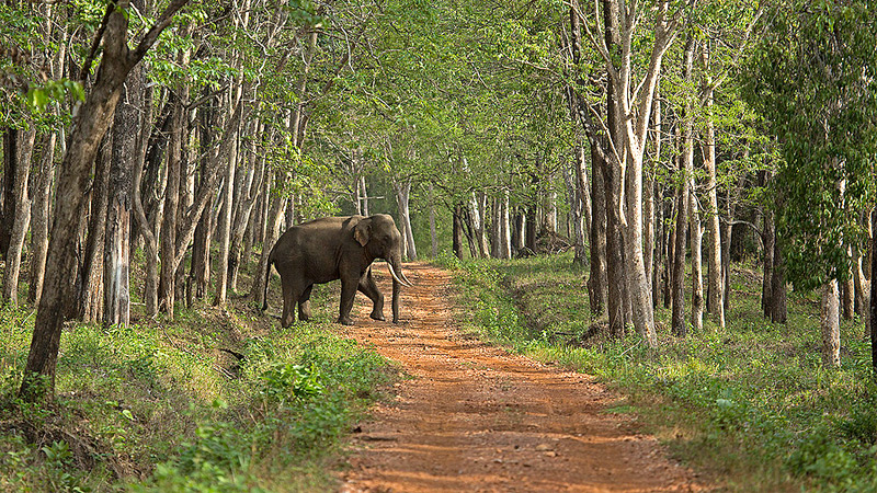 bhadra-wildlife-sanctuary-kudremukh