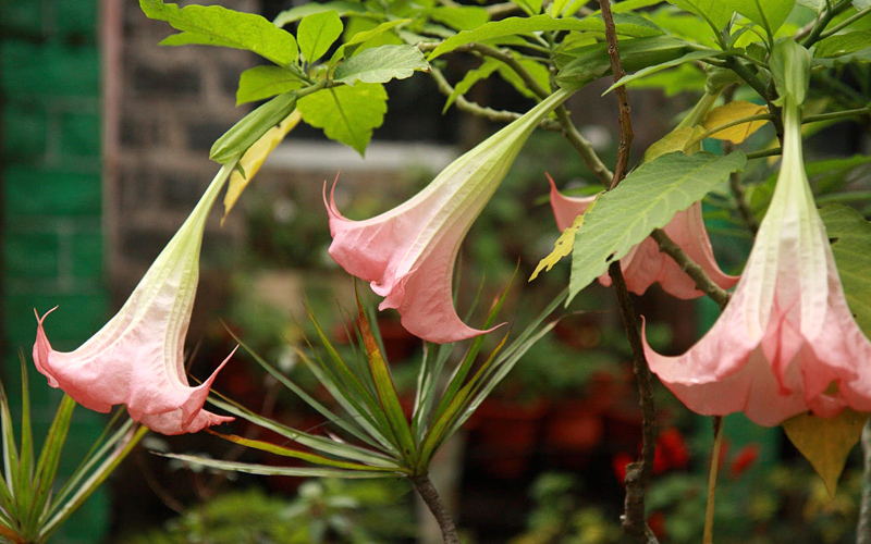 botanical-garden-india