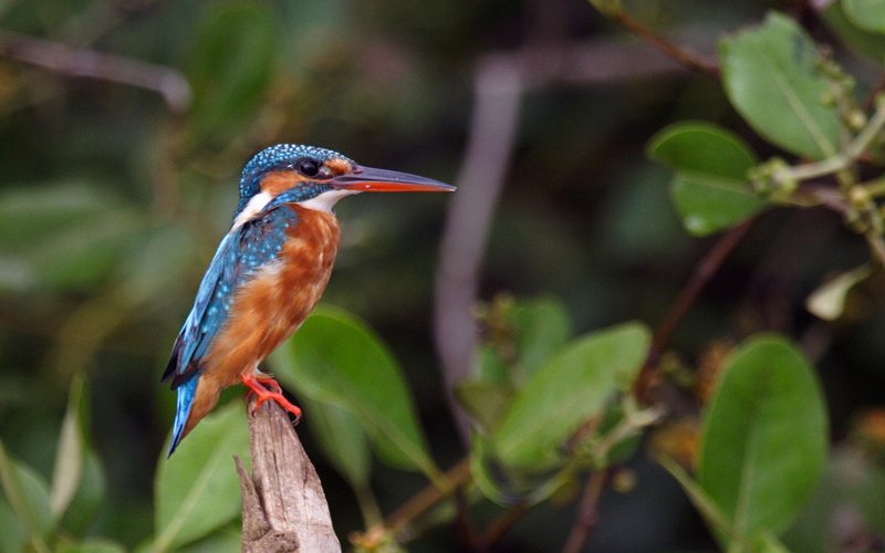 dr. salim-ali-bird-sanctuary-india
