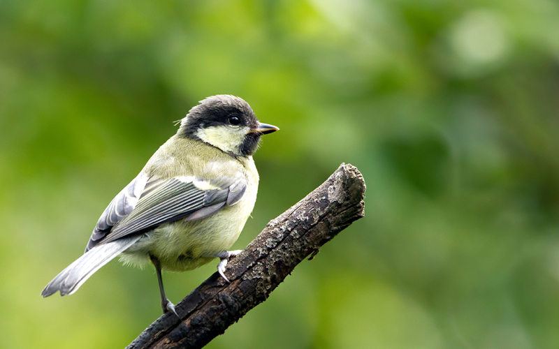 eaglenest-wildlife-sanctuary-india