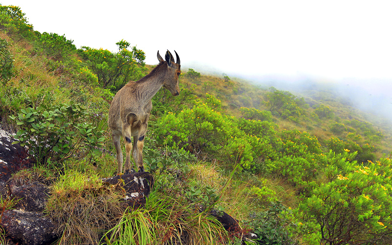 idukki-national-park-tour