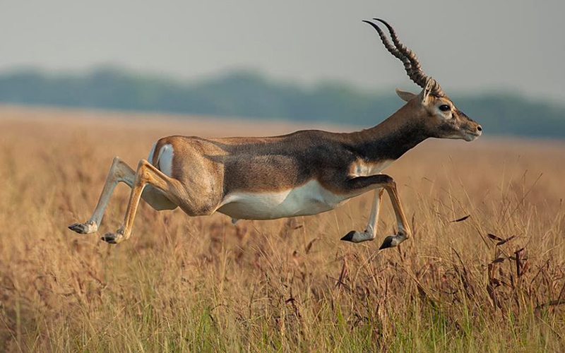 lengteng-wildlife-sanctuary-india