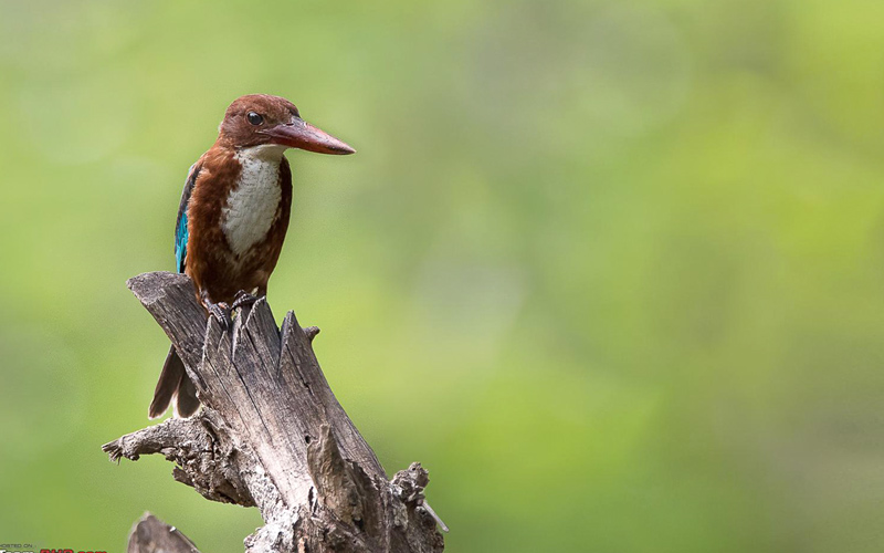 pocharam-wildlife-sanctuary-india