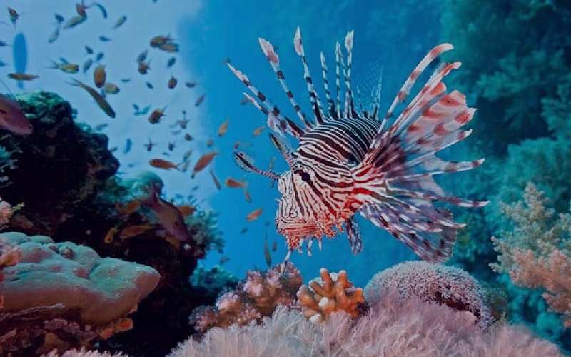 andaman-bubbles-india