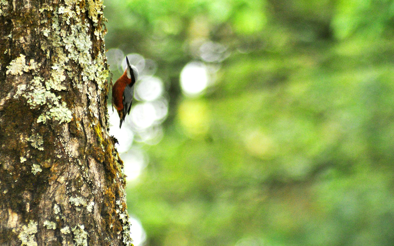 birding-&-trekking-bhimtal-india