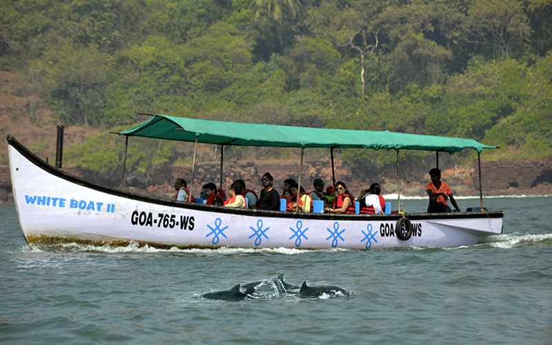 dolphin-boat-trip-india